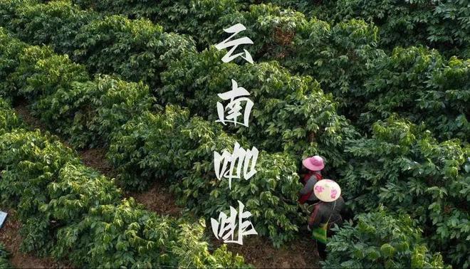 咖啡：彩云之南的馥郁传奇PG麻将胡了2模拟器云南(图8)